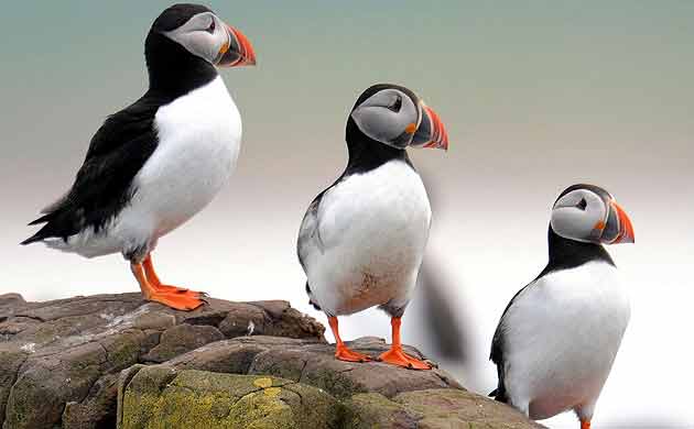 RSPB Puffins
