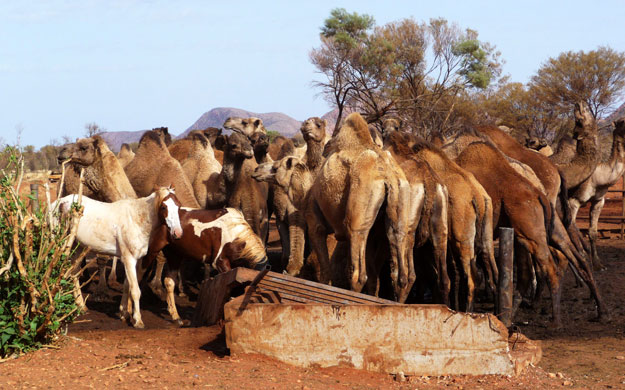Camels in Australia: Feral camels as they converge near a bore hole