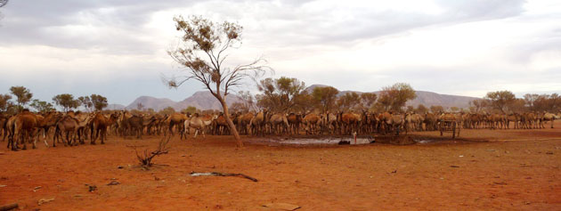 Camels in Australia: Feral camels