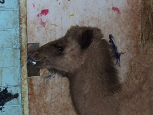 Camels in Australia: Feral camel in McDonnell Shire