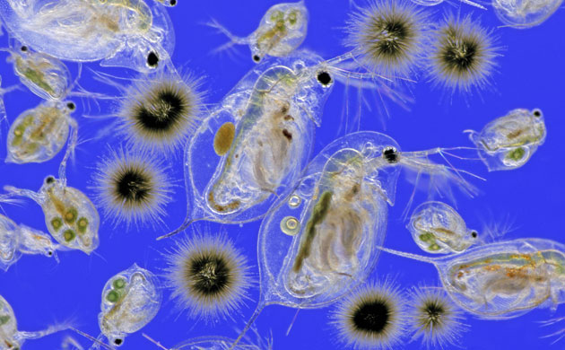 Week in Wildlife: Wellcome Image Awards : Summer plankton  by Spike Walker