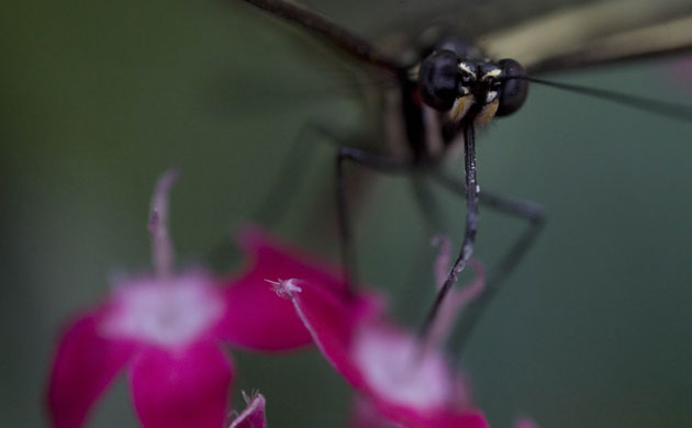 Week in Wildlife:  A butterfly perches on a flower Bogota