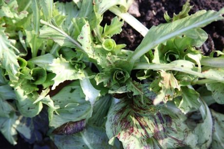 Castelfranco Chicory