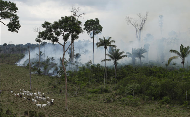 Week in Wildlife: cattle walk near a burning area near Novo Progresso in Brazil