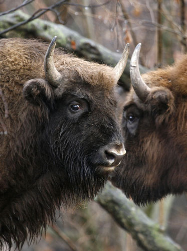 Week in Wildlife: Two European bison near the village Saniba, Russia