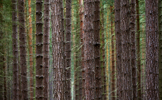Week in Wildlife: Plant more trees to tackle greenhouse gases, say researchers