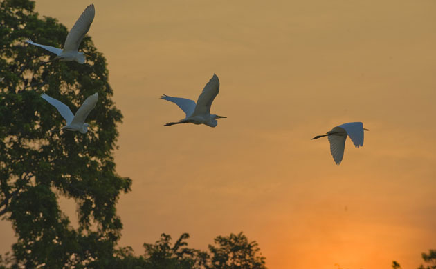 Week in Wildlife: Birds fly over the Amazon rain forest near Manaquiri