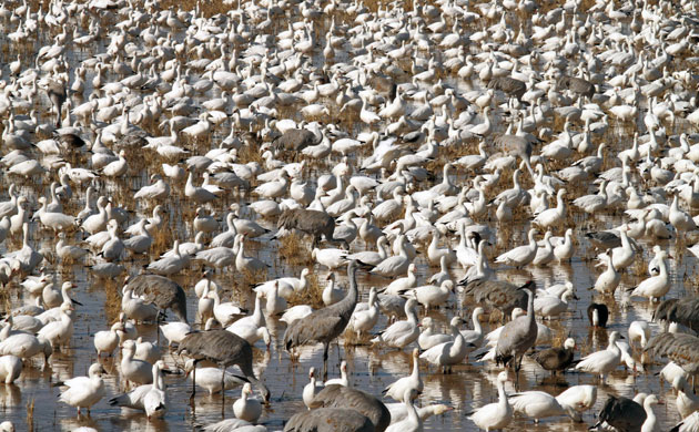 Week in Wildlife: Thousands of sandhill cranes at Bosque del Apache National Wildlife Refuge