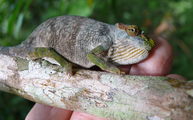 Week in Wildlife: new chameleon species called Kinyongia magomberae