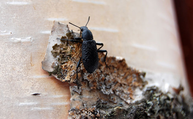 Week in Wildlife: Alaskan beetle Upis ceramboides produces a nonprotein antifreeze molecule 
