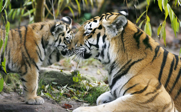 Week in Wildlife: A baby Siberian tiger