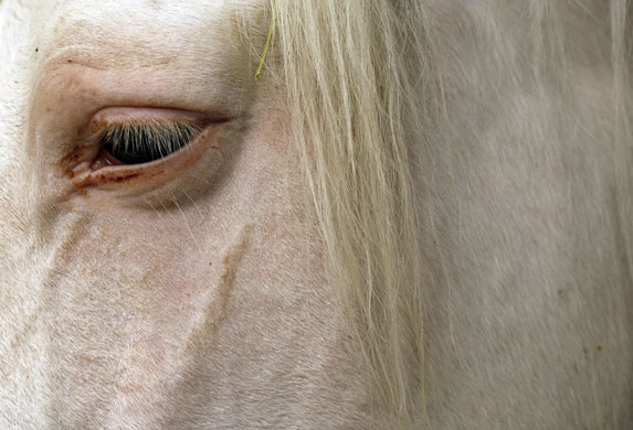 27 November 2009: Seville, Spain: A horse in a stable during the Sicab