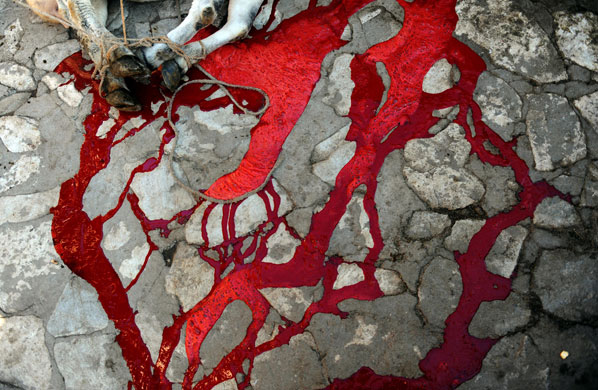 27 November 2009: Ribnovo, Bulgaria: A cow slaughtered on the first day of Eid