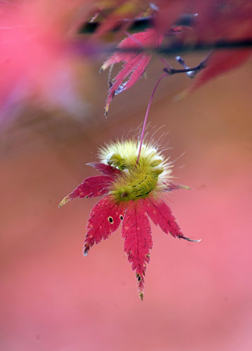 27 November 2009: Tokyo, Japan: A yellow caterpillar climbs on a maple leaf