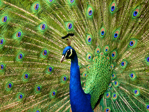 In Pictures: presentation: Ken McKeating