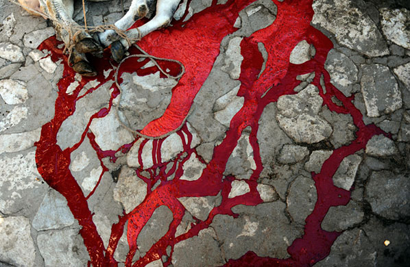 Eid al-Adha: Blood drains away from a slaughtered cow