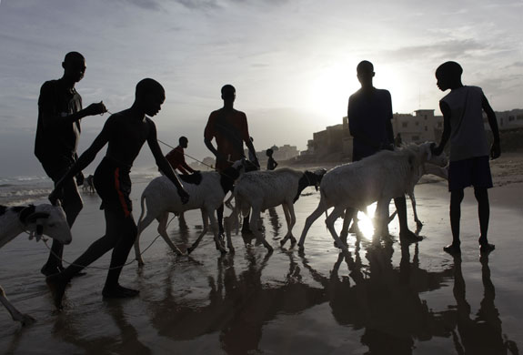 24 Hours in Pictures: Boys lead rams out of the sea soon after washing them