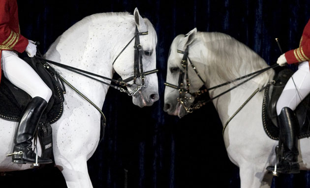 24 hours: A Lipizzaner Stallion performs in USA