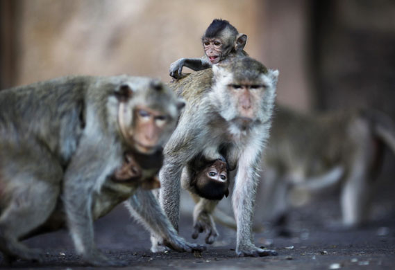 monkey bufett in Thailand: Long-tailed macaque monkeys at  Monkey Buffet Festival 