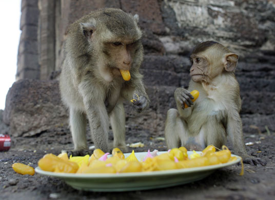 monkey bufett in Thailand: Long Tail macaque monkeys taste sweets at Wat Phra Prang Sam Yod