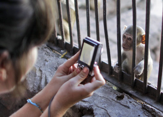 monkey bufett in Thailand: A baby Long Tailed Macaque is photographed at the Lopburi, Thailand