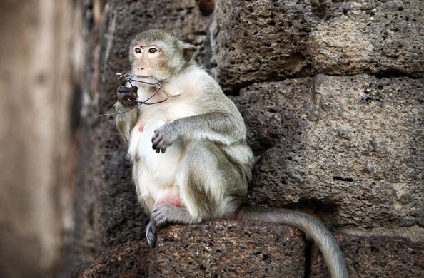 monkey bufett in Thailand: A long-tailed macaque monkey holds glasses stolen from a tourist 