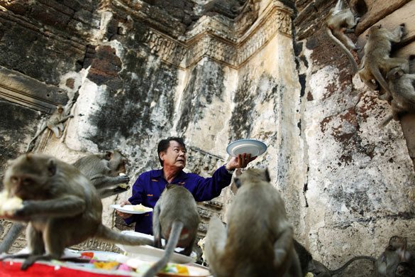 monkey bufett in Thailand: Long-tailed macaque monkeys are offered food in Thailand