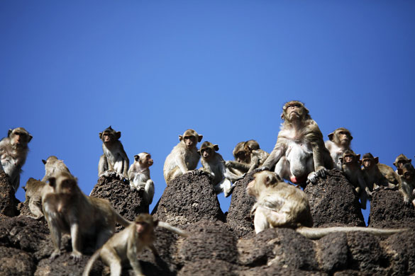 monkey bufett in Thailand: Long-tailed macaque monkeys at the Pra Prang Sam Yot temple in Thailand