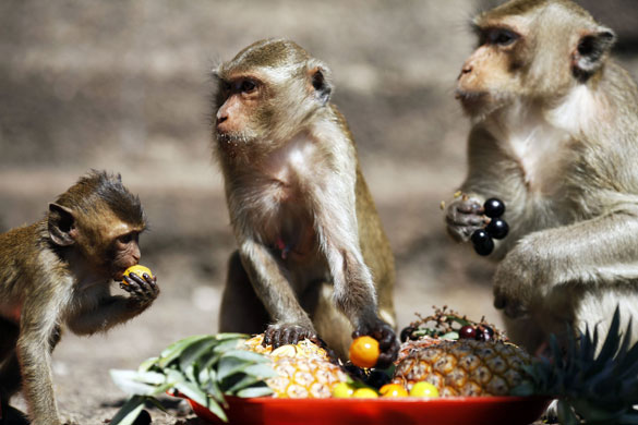 monkey bufett in Thailand: Long-tailed macaque monkeys are offered food during Monkey Buffet Festival 