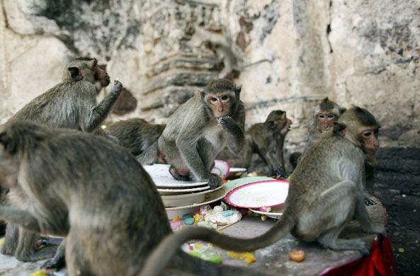 monkey bufett in Thailand: Monkeys are offered food during the Monkey Buffet Festival in Thailand