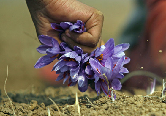 24 hours: Kashmiri woman collects saffron flowers in Khrew