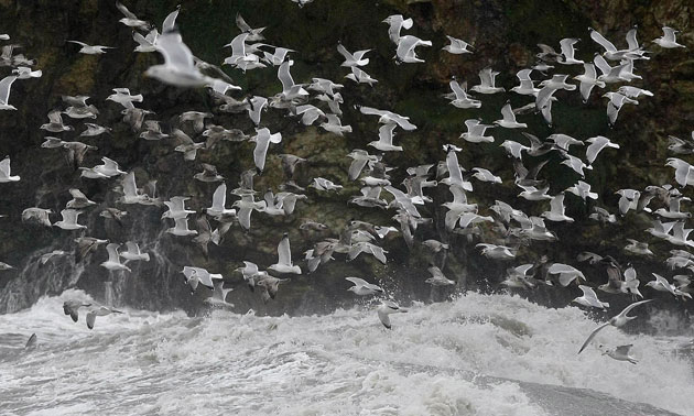 30 November 2009: Dublin, Ireland: Seagulls battle the elements at Howth Harbour