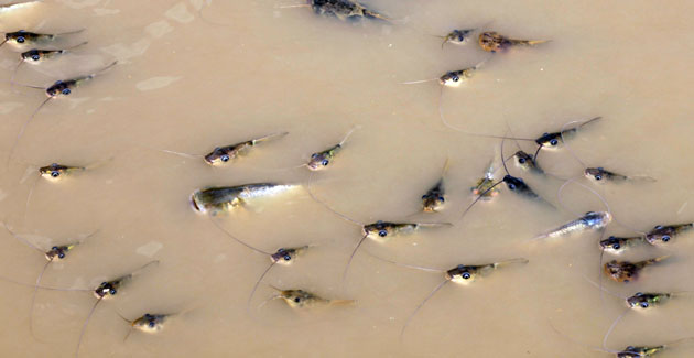 30 November 2009: Brazil: Fish in the Manaquiri river, a tributary of the Amazon