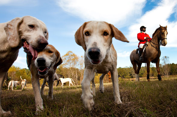 30 November 2009: Charleston, US: Huntsmen Jamie Green rides a horse with his hounds