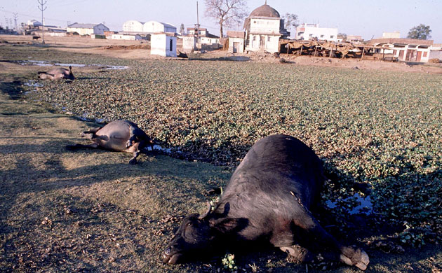 Bhopal 25th anniversary: The Union Carbide Corporation poisonous Gas Disaster