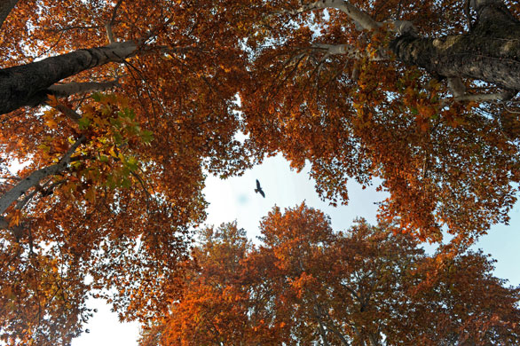 24 hours: Srinagar, India: An eagle flies over maple trees 