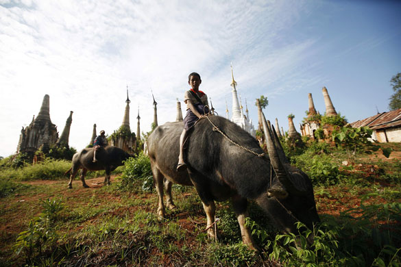 24 hours: Burma: Young boys ride their water buffaloes at the Shwe Indein Pagoda