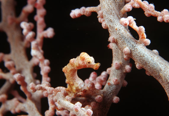 Miniature animals: Pygmy seahorse