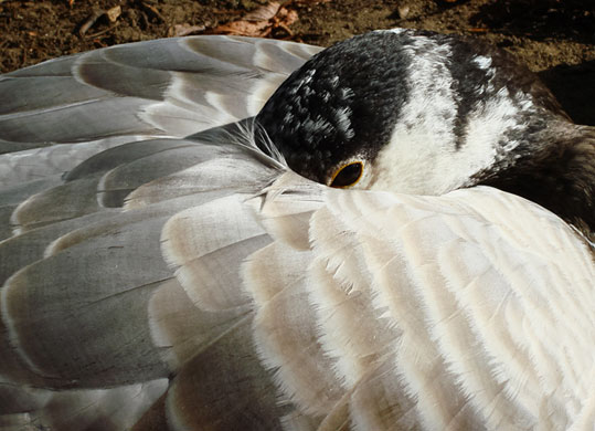 In Pictures: Comfort: Geoff Kent