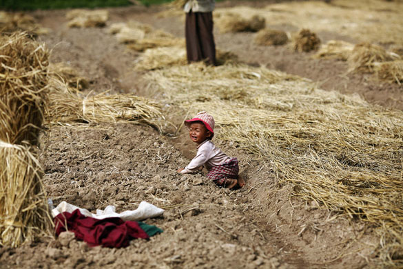 24 hours: Taunggyi, Burma: A child cries in a harvested paddy field