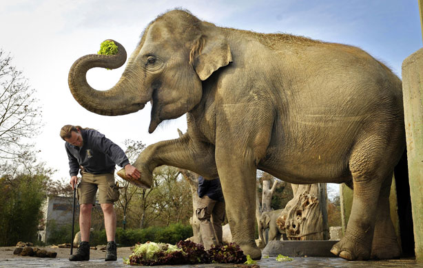 24 Hours in Pics: Pregnant elephant exercises in zoo