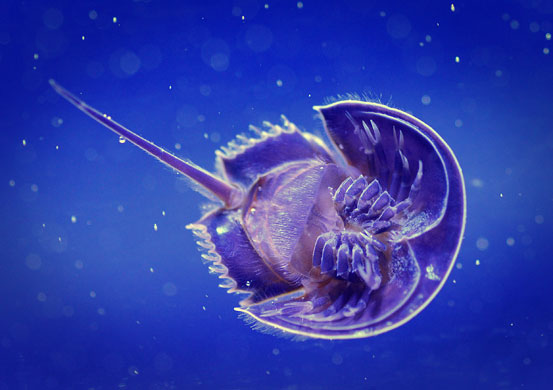 24 Hours in Pics: A Tachypleus tridentatus swims in an aquarium tank 