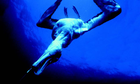 A wandering albatross, caught on a longline hook, is dragged underwater. Photograph: Graham Robertson/Australian Antarctic Division / RSPB