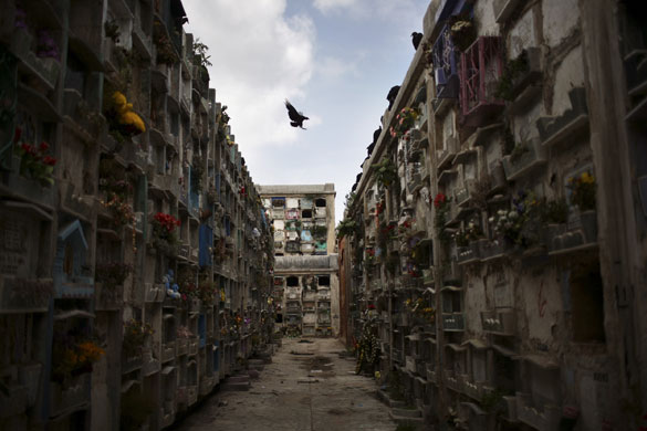 Guatemala morticians: A buzzard flies over the National Cemetery in Guatemala City
