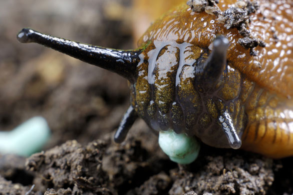 Expenses: Slug pellets