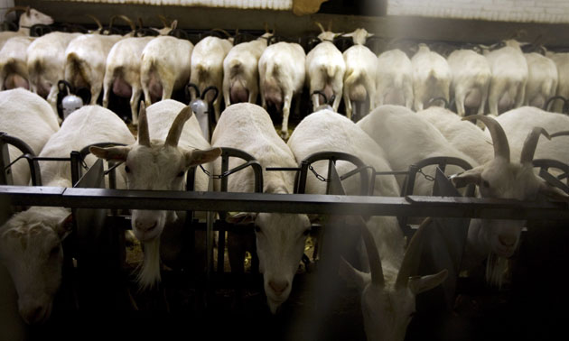 24 hours in pictures: Vinkel, Netherlands: Goats on a farm await tests for Q fever