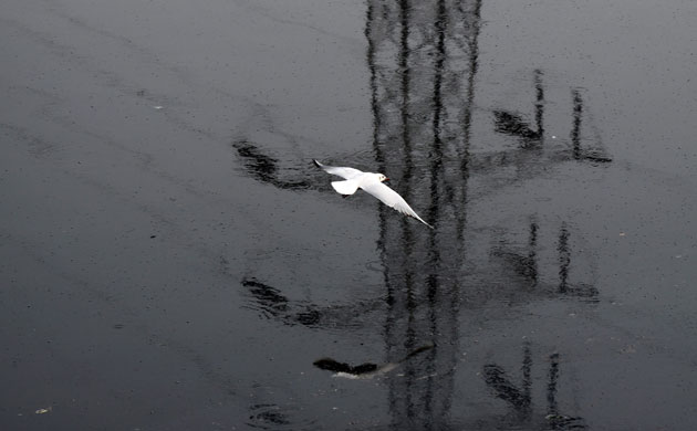 Week in Wildlife: Bird fly polluted water of Yamuna River, New Delhi, India