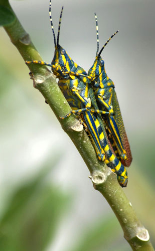 Week in Wildlife: A pair of one of the species of Grasshopper mates in Chennai, India,
