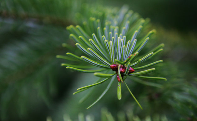 Week in Wildlife: The pine needles of a fir tree near the northern German town of Guestrow 