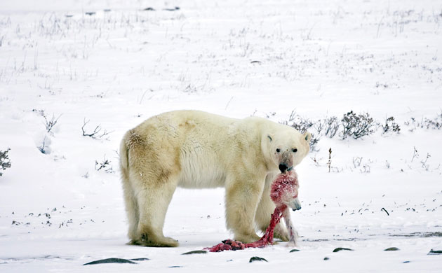 Week in Wildlife: A male polar bear carries the head of a polar bear cub, Canada